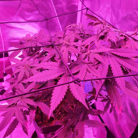 Critical +2 XXL Auto growlog timeline photo