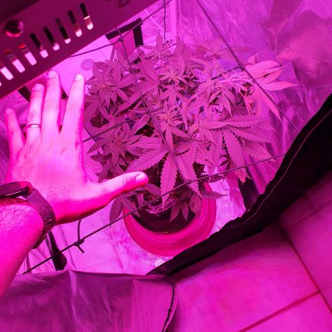 Critical +2 XXL Auto growlog timeline photo