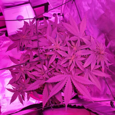 Critical +2 XXL Auto growlog timeline photo