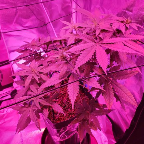 Critical +2 XXL Auto growlog timeline photo