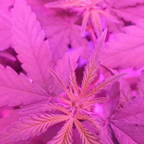 Critical +2 XXL Auto growlog timeline photo