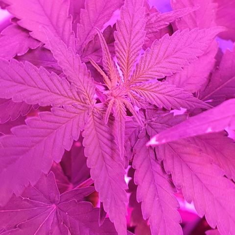 Critical +2 XXL Auto growlog timeline photo