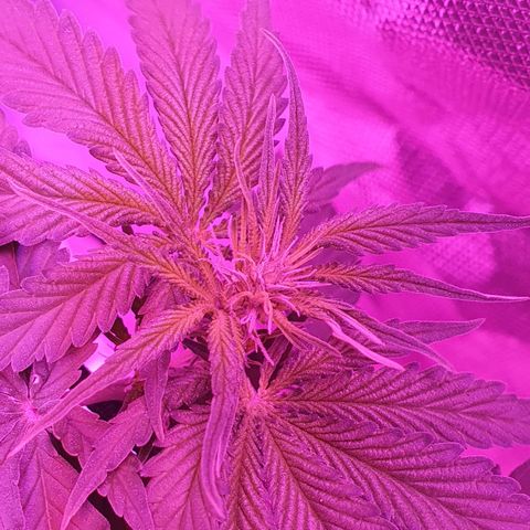 Critical +2 XXL Auto growlog timeline photo