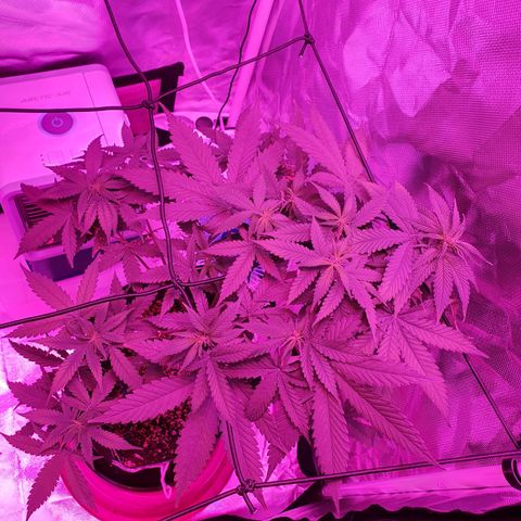 Critical +2 XXL Auto growlog timeline photo