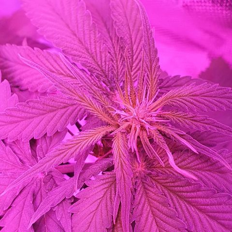 Critical +2 XXL Auto growlog timeline photo