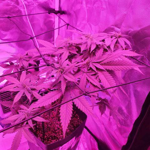 Critical +2 XXL Auto growlog timeline photo