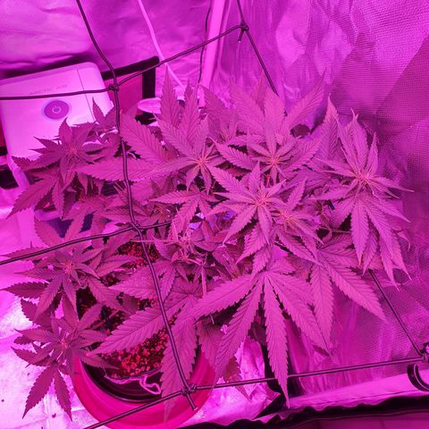 Critical +2 XXL Auto growlog timeline photo