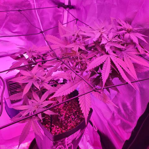 Critical +2 XXL Auto growlog timeline photo