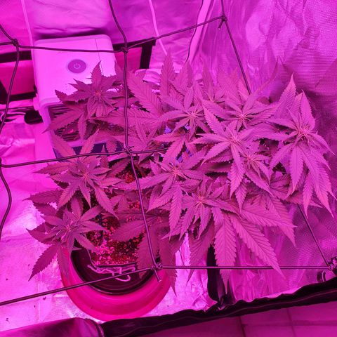 Critical +2 XXL Auto growlog timeline photo