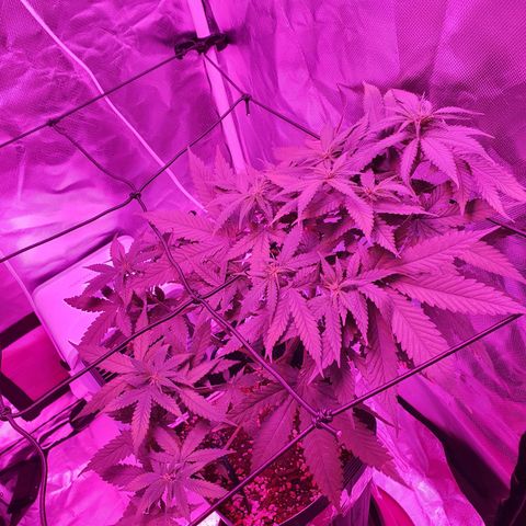 Critical +2 XXL Auto growlog timeline photo