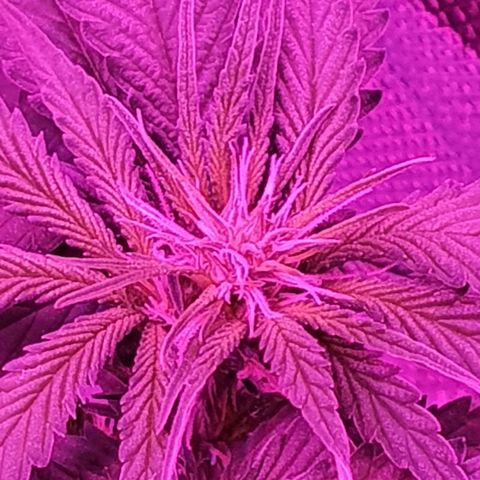 Critical +2 XXL Auto growlog timeline photo