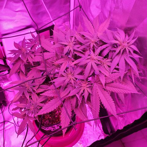 Critical +2 XXL Auto growlog timeline photo