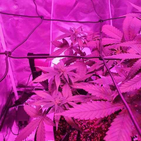Critical +2 XXL Auto growlog timeline photo