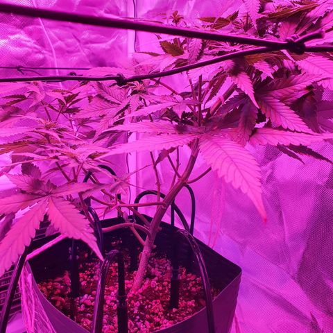 Critical +2 XXL Auto growlog timeline photo