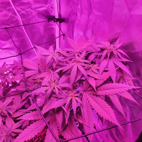 Critical +2 XXL Auto growlog timeline photo