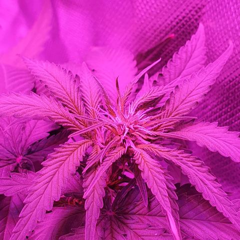 Critical +2 XXL Auto growlog timeline photo