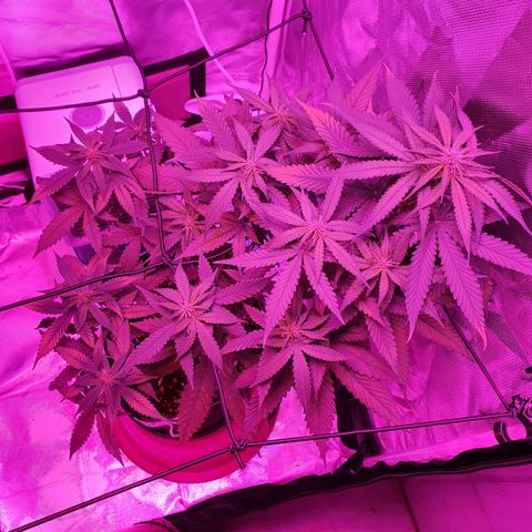 Critical +2 XXL Auto growlog timeline photo
