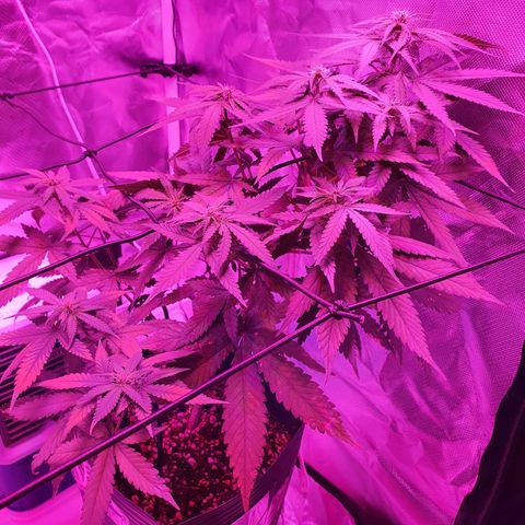 Critical +2 XXL Auto growlog timeline photo