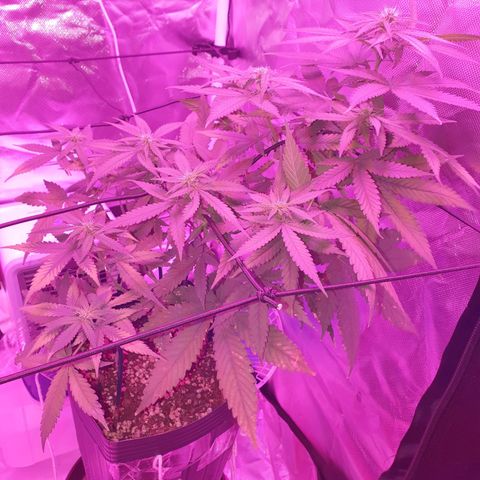 Critical +2 XXL Auto growlog timeline photo