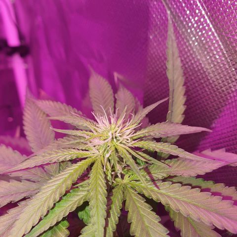Critical +2 XXL Auto growlog timeline photo