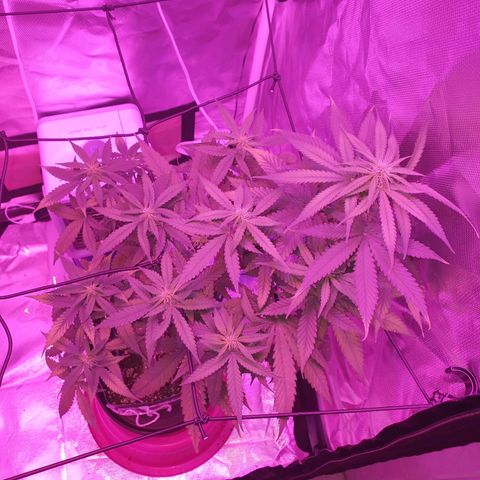 Critical +2 XXL Auto growlog timeline photo