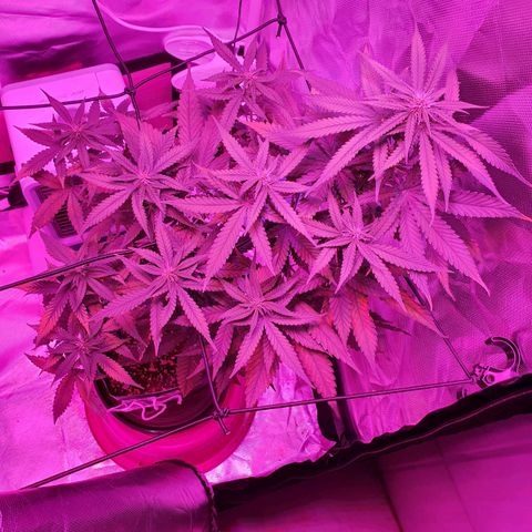 Critical +2 XXL Auto growlog timeline photo