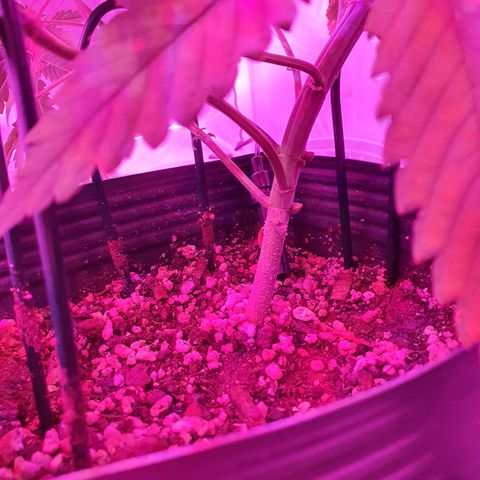 Critical +2 XXL Auto growlog timeline photo