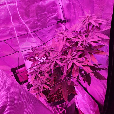 Critical +2 XXL Auto growlog timeline photo