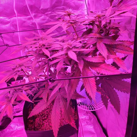 Critical +2 XXL Auto growlog timeline photo