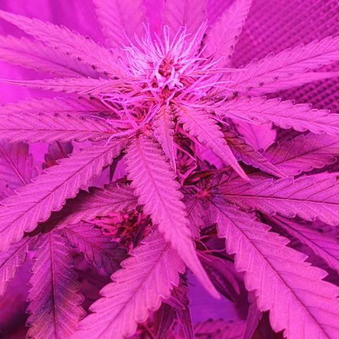 Critical +2 XXL Auto growlog timeline photo