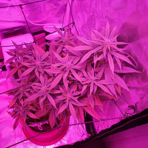 Critical +2 XXL Auto growlog timeline photo