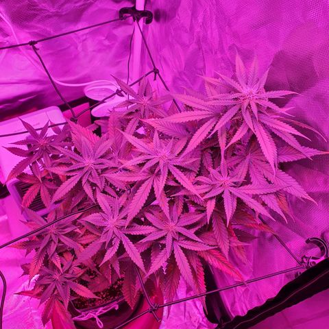 Critical +2 XXL Auto growlog timeline photo