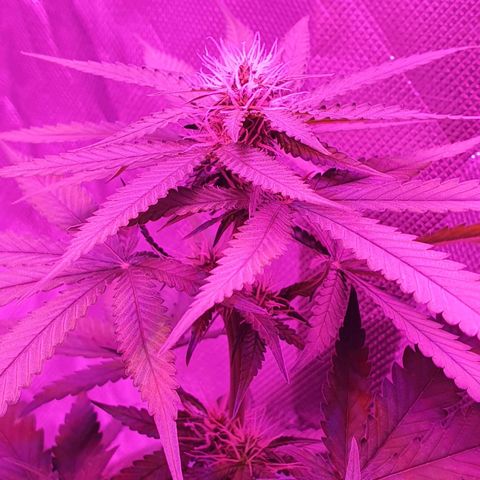 Critical +2 XXL Auto growlog timeline photo