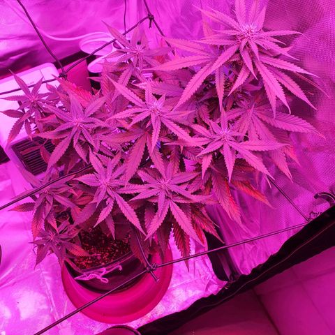 Critical +2 XXL Auto growlog timeline photo