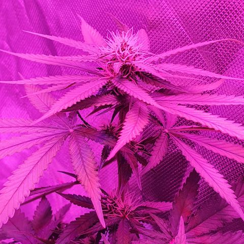 Critical +2 XXL Auto growlog timeline photo