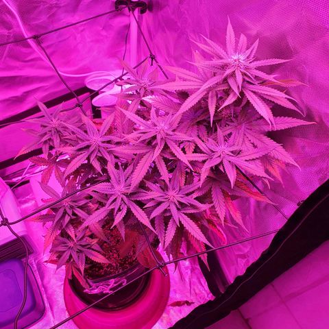 Critical +2 XXL Auto growlog timeline photo