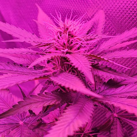 Critical +2 XXL Auto growlog timeline photo