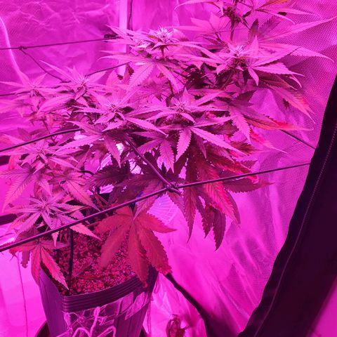 Critical +2 XXL Auto growlog timeline photo