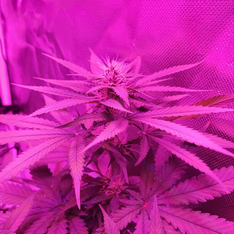 Critical +2 XXL Auto growlog timeline photo