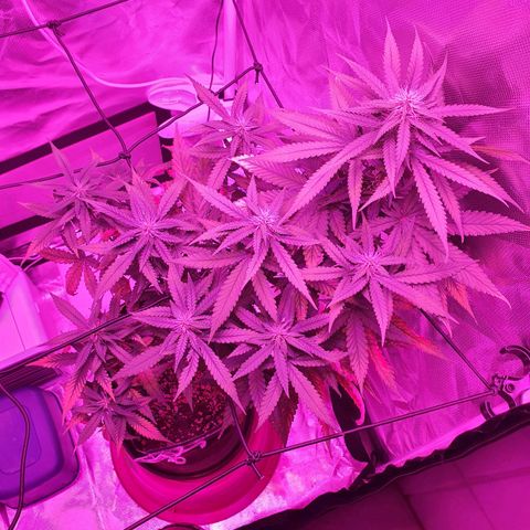 Critical +2 XXL Auto growlog timeline photo