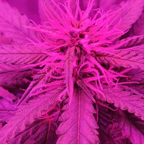 Critical +2 XXL Auto growlog timeline photo