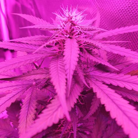 Critical +2 XXL Auto growlog timeline photo