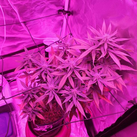 Critical +2 XXL Auto growlog timeline photo