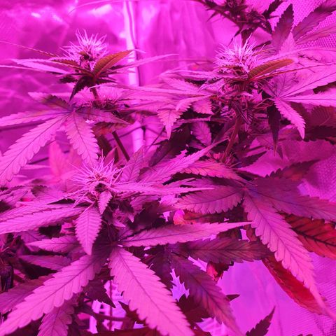 Critical +2 XXL Auto growlog timeline photo