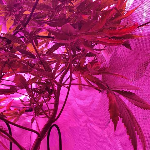Critical +2 XXL Auto growlog timeline photo