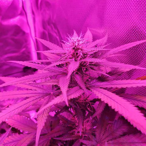 Critical +2 XXL Auto growlog timeline photo
