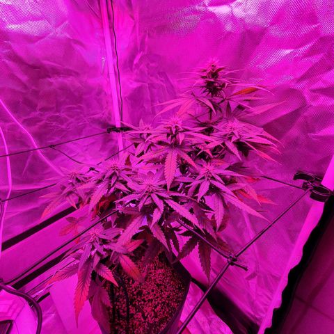 Critical +2 XXL Auto growlog timeline photo