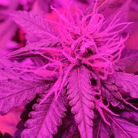 Critical +2 XXL Auto growlog timeline photo