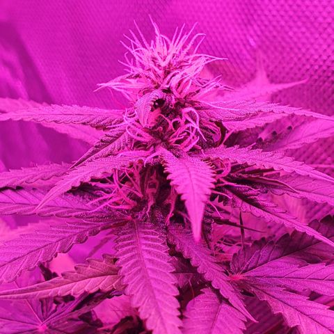 Critical +2 XXL Auto growlog timeline photo