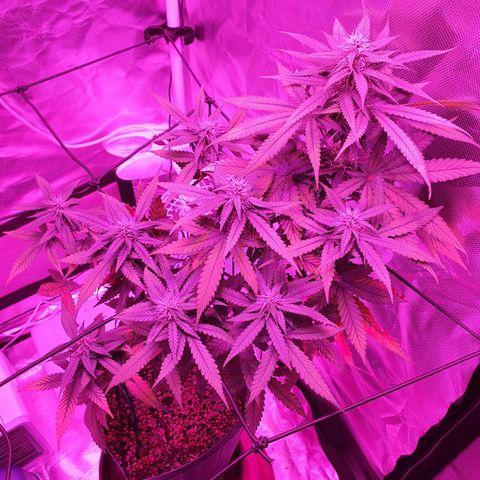 Critical +2 XXL Auto growlog timeline photo